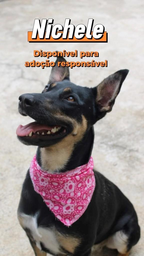 Nichele, cachorro de porte médio para adoção em Curitiba - PR