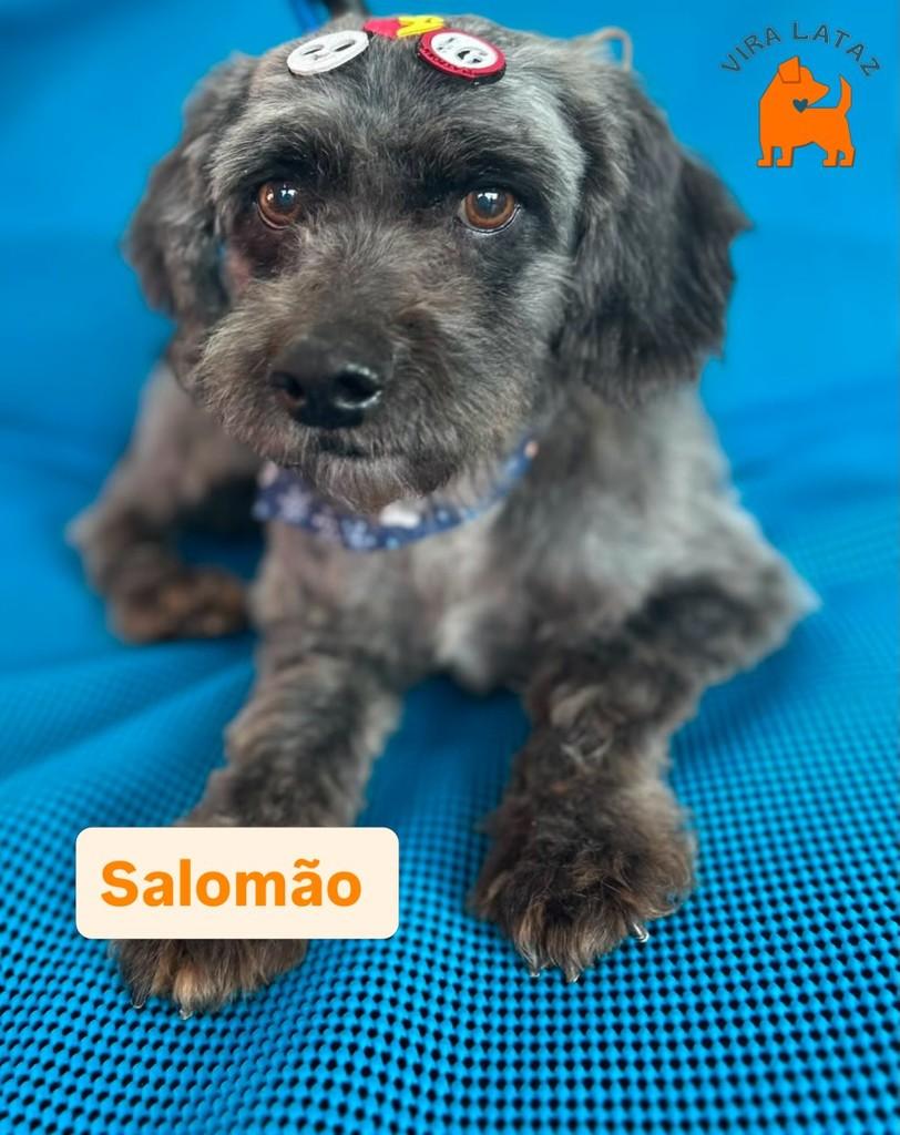 Salomão, cachorro de porte pequeno para adoção em Curitiba - PR