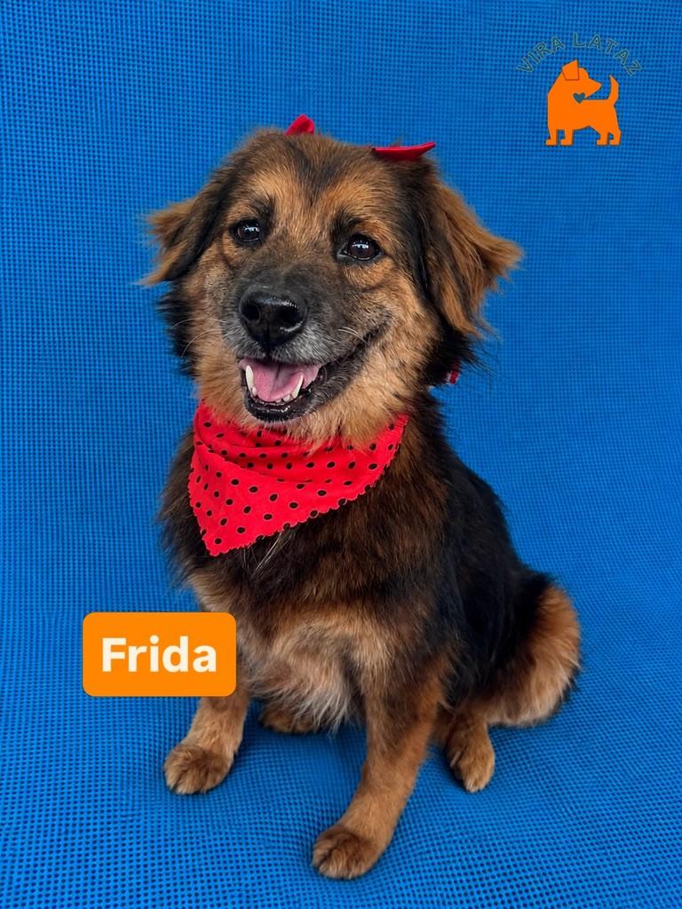 Frida, cadela de porte pequeno para adoção em Pinhais - PR