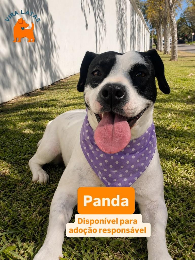 Panda, cadela de porte médio para adoção em Curitiba - PR