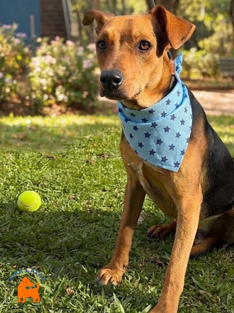Bartolomeu, cachorro de porte pequeno para adoção em Curitiba - PR