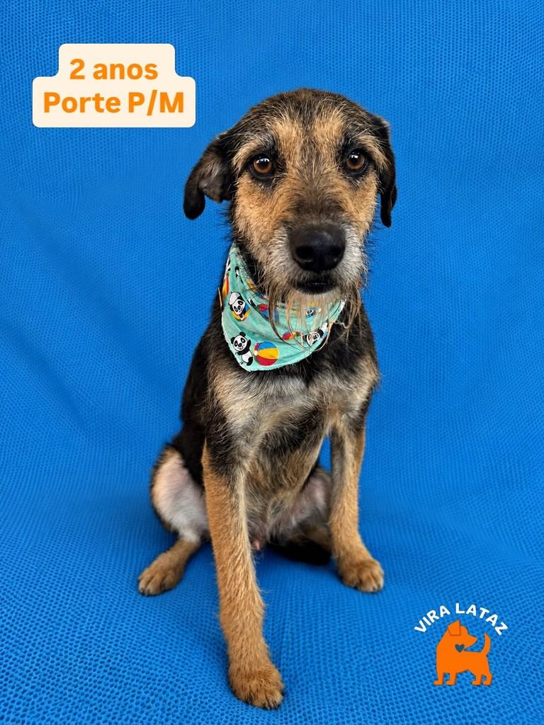 Raul, cachorro de porte pequeno para adoção em Curitiba - PR