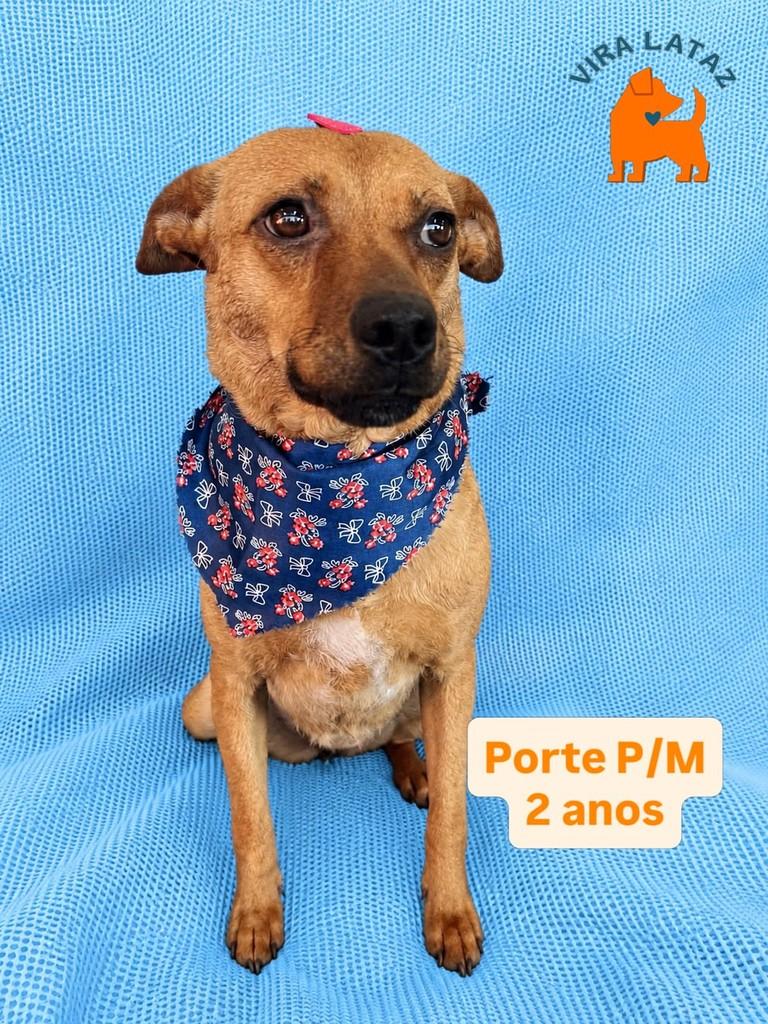 Camila, cachorro de porte pequeno para adoção em Curitiba - PR