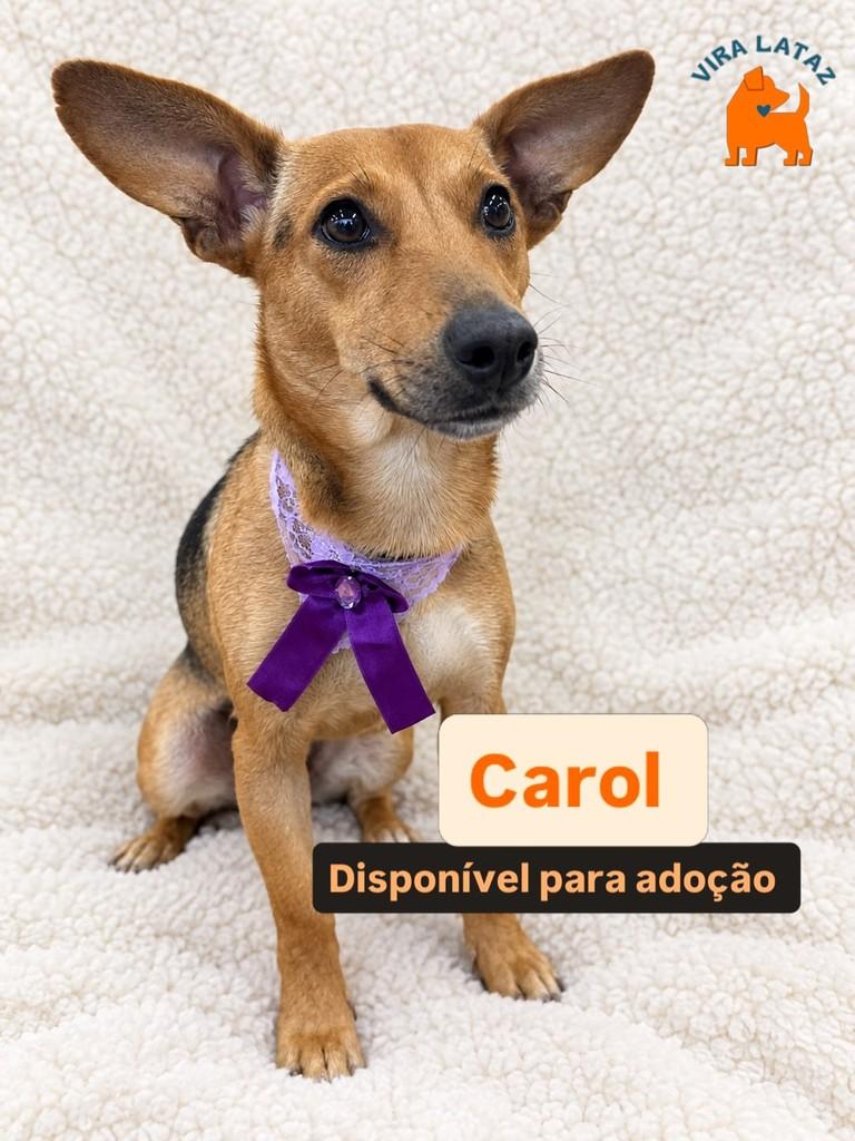 Carol, cadela de porte pequeno para adoção em Curitiba - PR