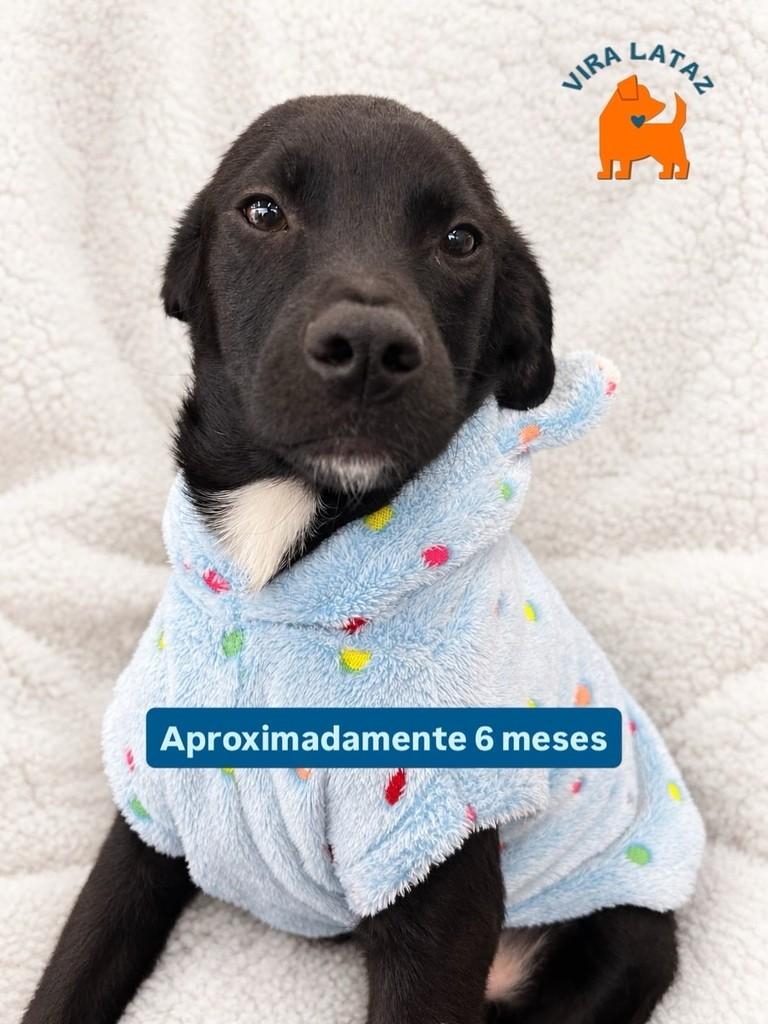 Sorriso, cachorro de porte pequeno para adoção em Curitiba - PR