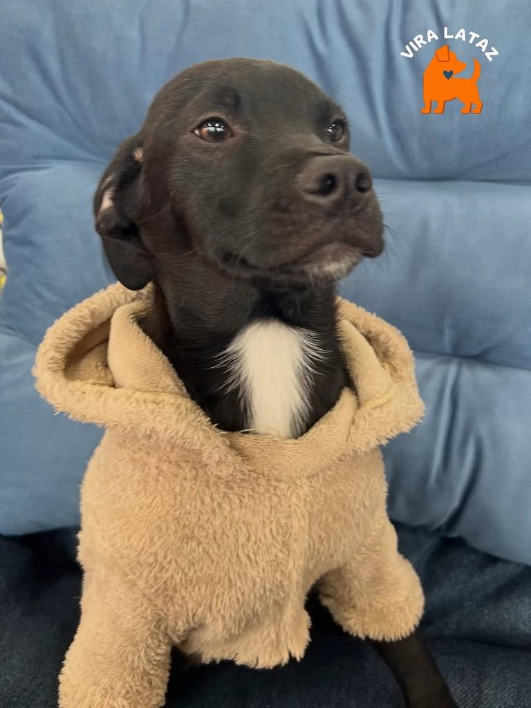 Sorriso, cachorro de porte pequeno para adoção em Curitiba - PR — foto 2 de 3