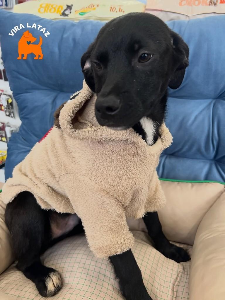 Sorriso, cachorro de porte pequeno para adoção em Curitiba - PR — foto 3 de 3