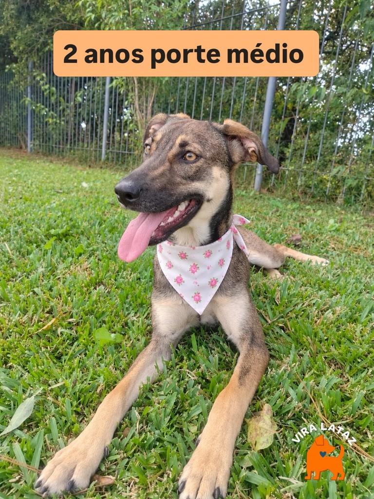 Fubá, cachorro de porte médio para adoção em Curitiba - PR