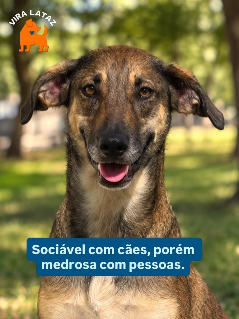 Fubá, cachorro de porte médio para adoção em Curitiba - PR — foto 2 de 3