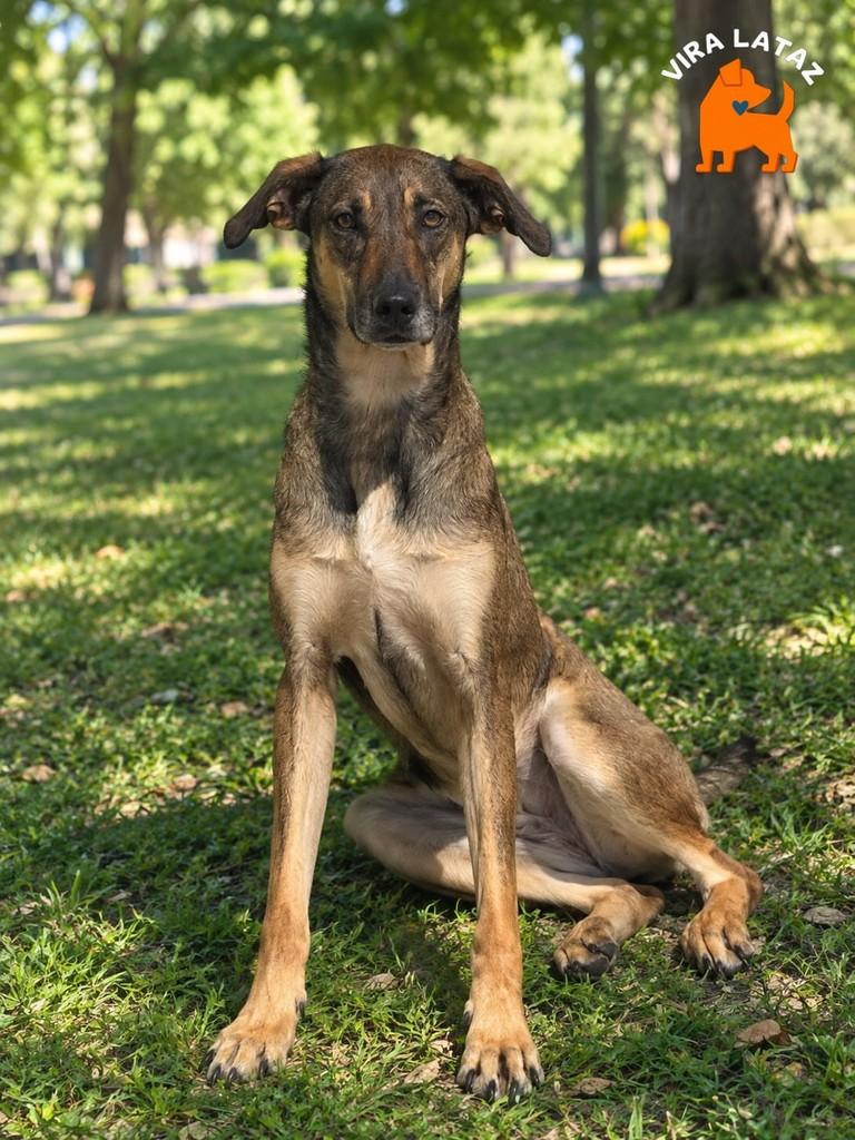 Fubá, cachorro de porte médio para adoção em Curitiba - PR — foto 3 de 3