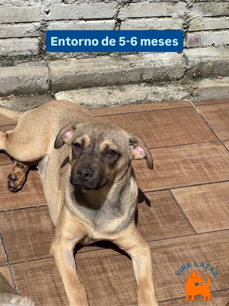 Lilica, cadela de porte pequeno para adoção em Curitiba - PR