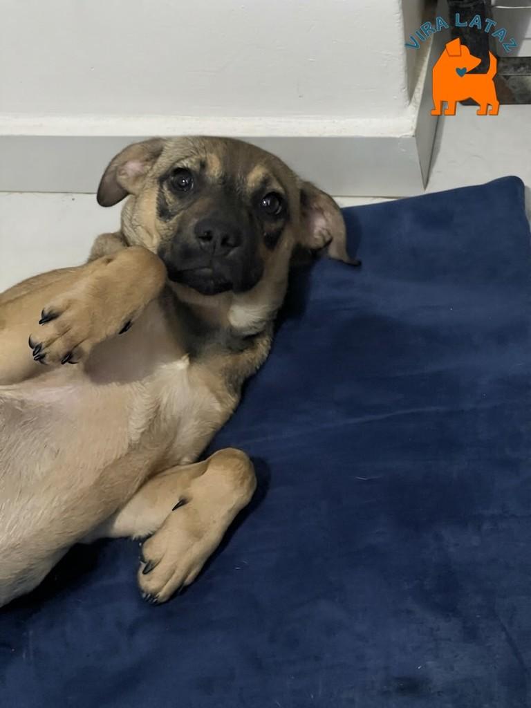 Lilica, cadela de porte pequeno para adoção em Curitiba - PR — foto 2 de 4