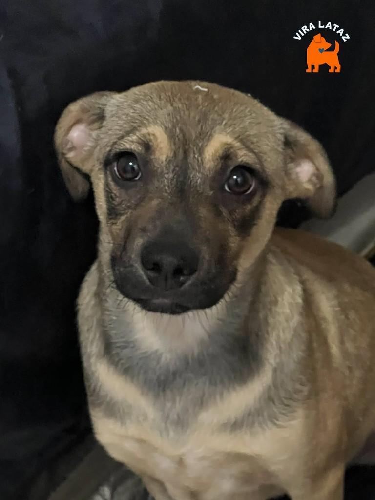 Lilica, cadela de porte pequeno para adoção em Curitiba - PR — foto 3 de 4