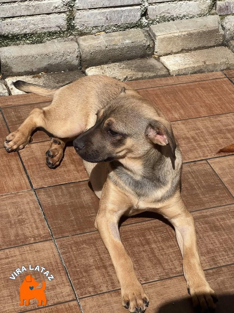 Lilica, cadela de porte pequeno para adoção em Curitiba - PR — foto 4 de 4