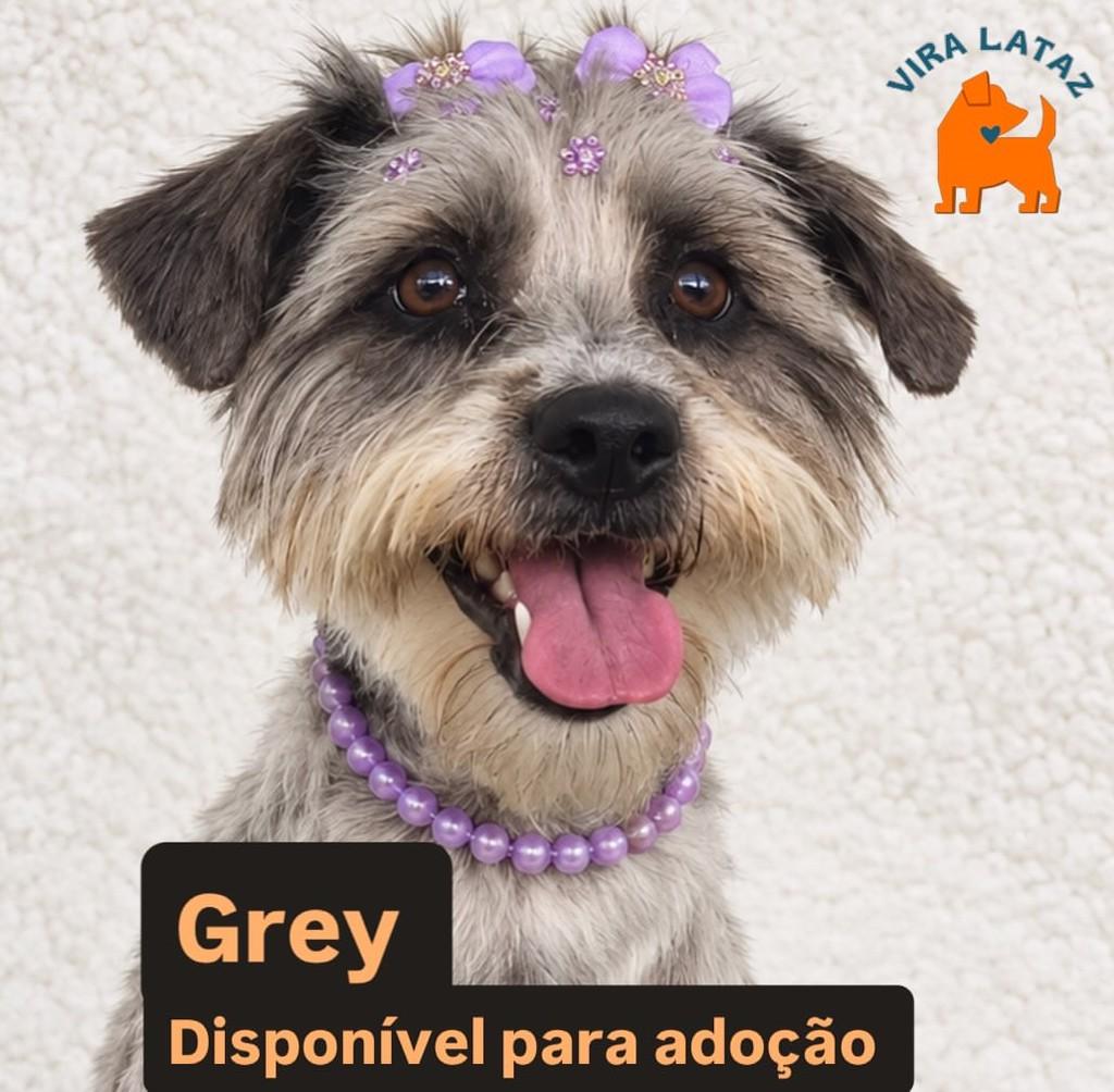 Grey, cachorro de porte pequeno para adoção em Curitiba - PR