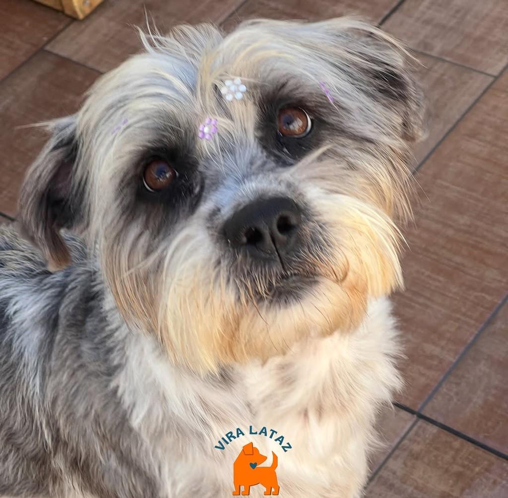 Grey, cachorro de porte pequeno para adoção em Curitiba - PR — foto 3 de 4