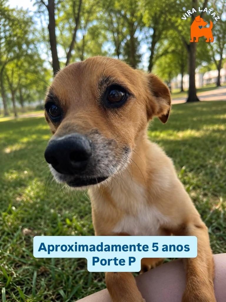 Alfredo, cachorro de porte médio para adoção em Curitiba - PR