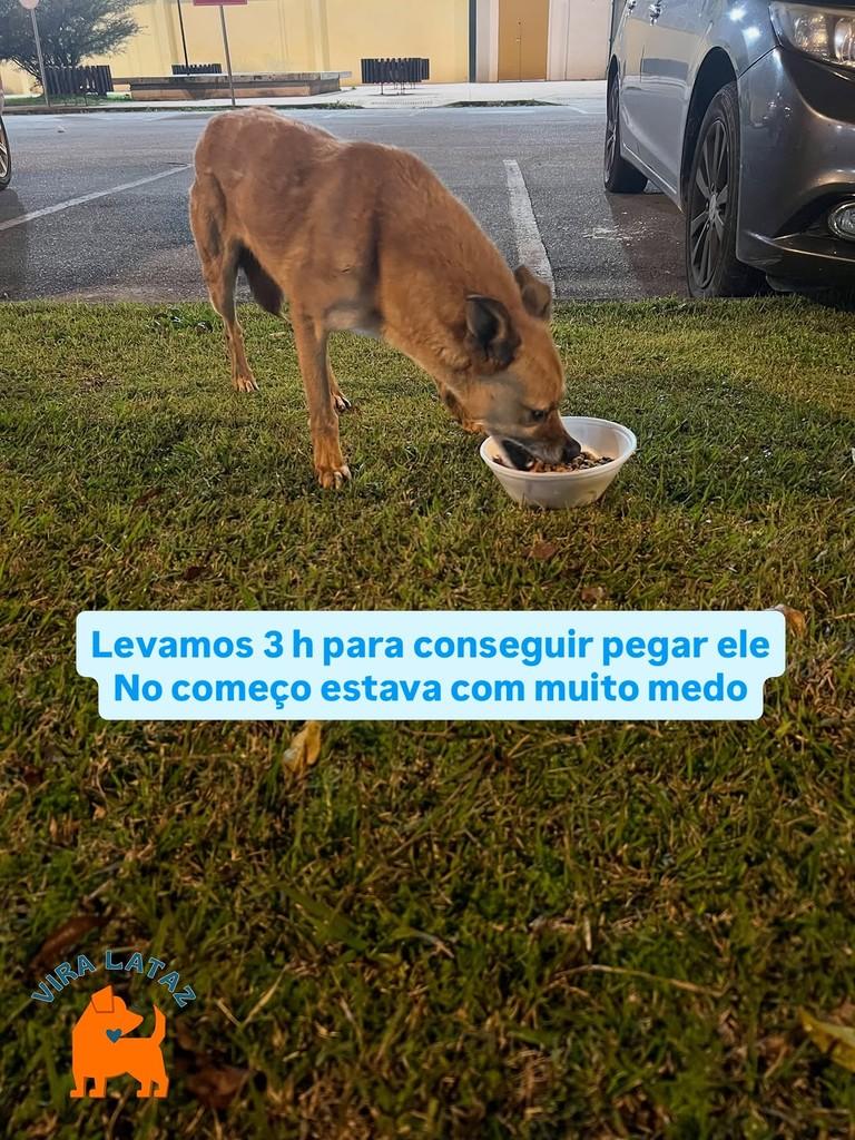 Alfredo, cachorro de porte médio para adoção em Curitiba - PR — foto 2 de 2