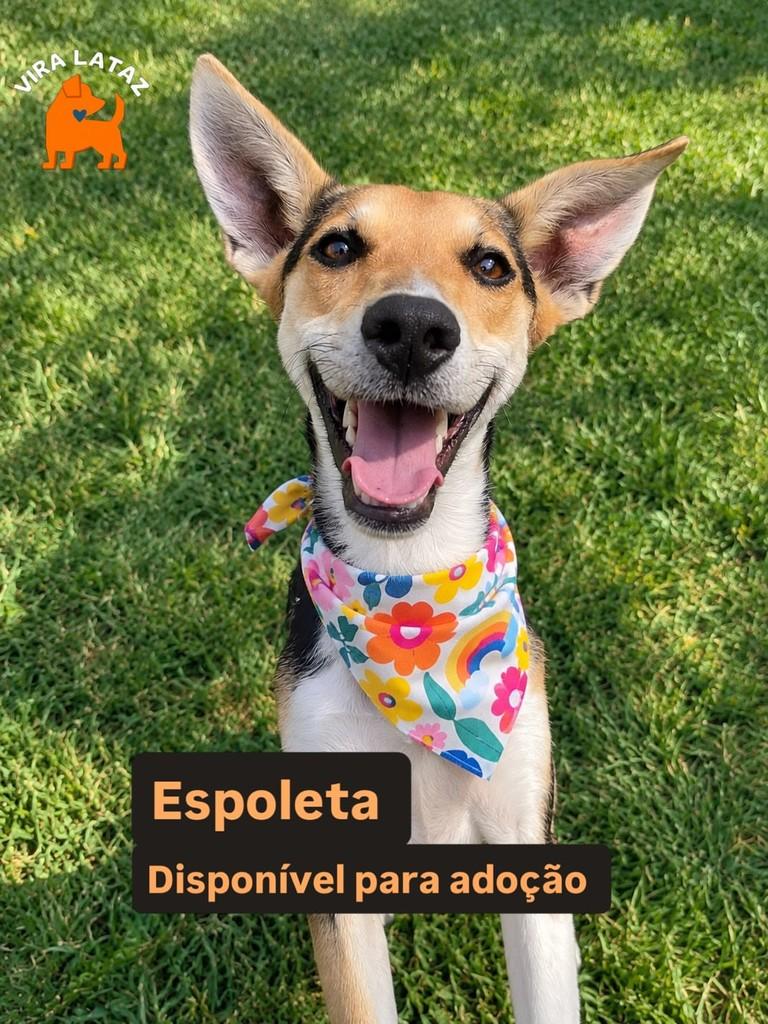 Espoleta, cadela de porte médio para adoção em Curitiba - PR