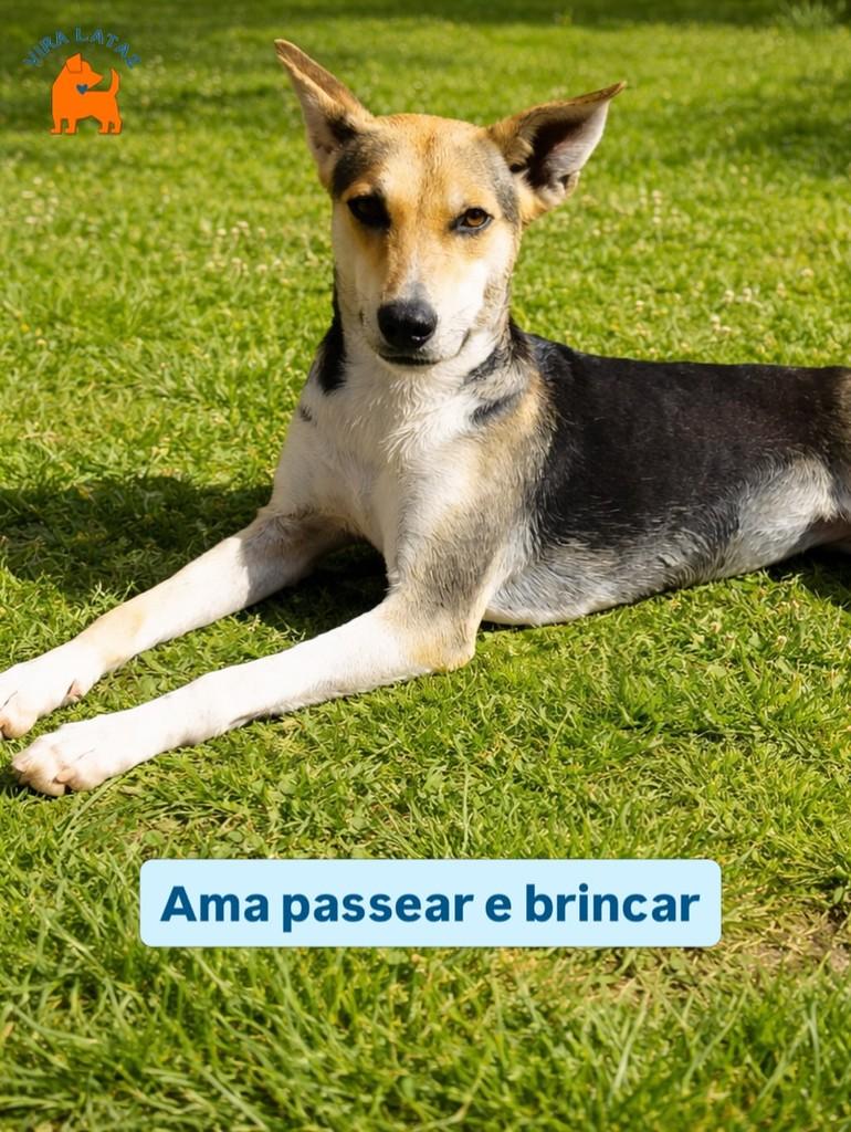 Espoleta, cadela de porte médio para adoção em Curitiba - PR — foto 4 de 4