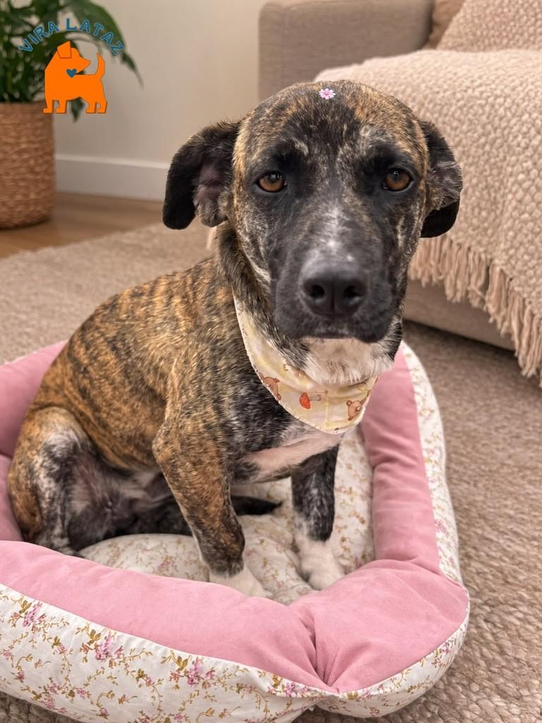 Minie, cachorro de porte pequeno para adoção em Curitiba - PR