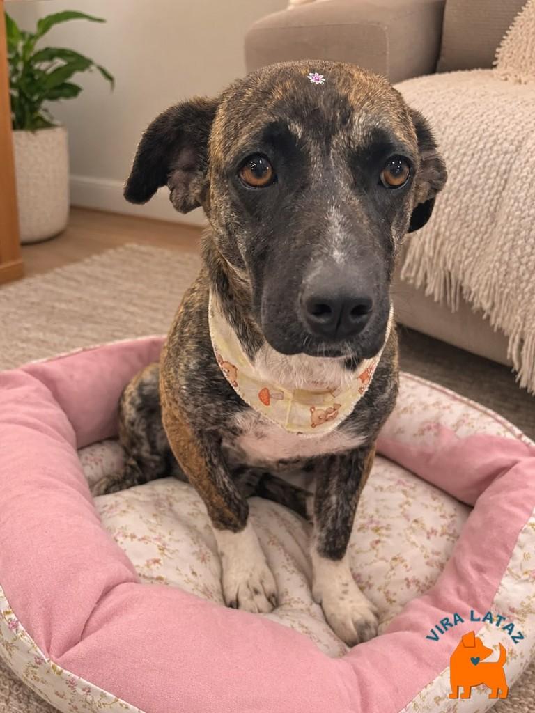 Minie, cachorro de porte pequeno para adoção em Curitiba - PR — foto 2 de 2