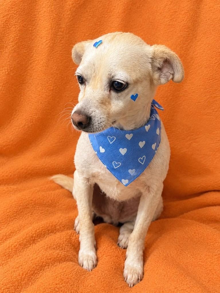 Lolita, cachorro de porte pequeno para adoção em Curitiba - PR
