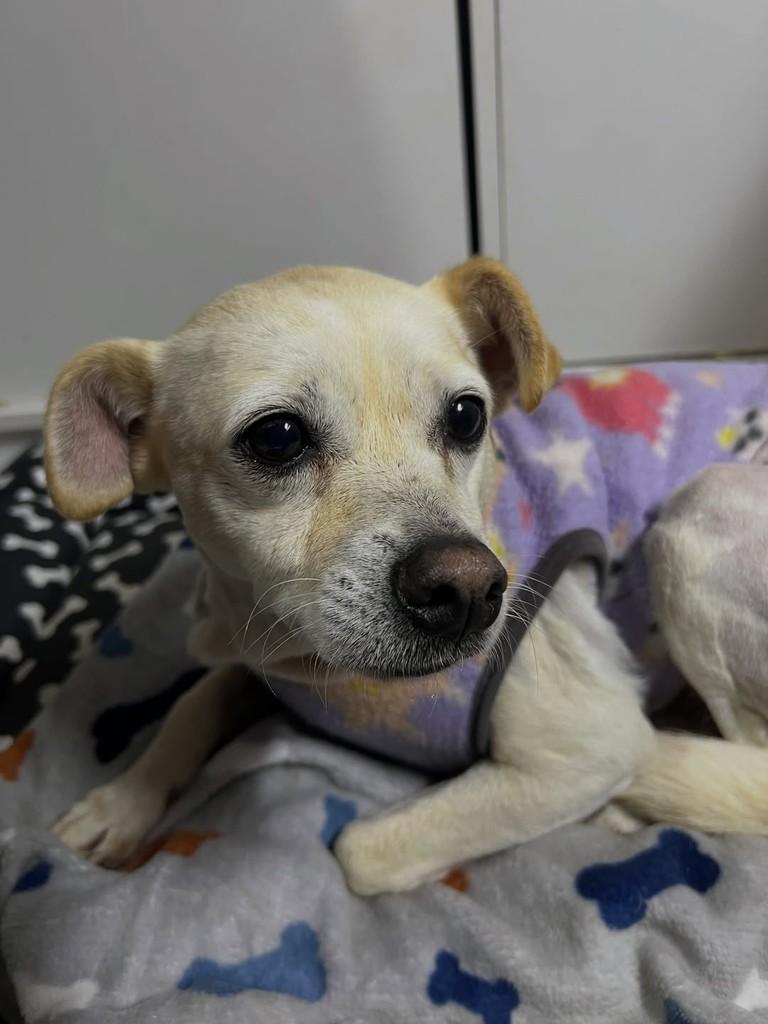 Lolita, cachorro de porte pequeno para adoção em Curitiba - PR — foto 2 de 4