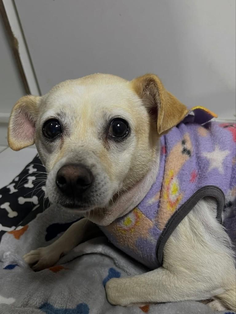 Lolita, cachorro de porte pequeno para adoção em Curitiba - PR — foto 3 de 4