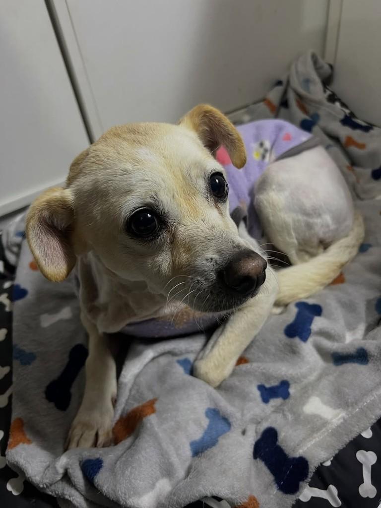 Lolita, cachorro de porte pequeno para adoção em Curitiba - PR — foto 4 de 4