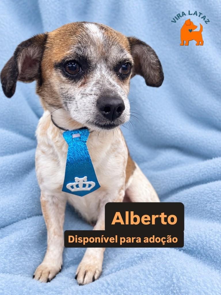 Alberto, cachorro de porte pequeno para adoção em Curitiba - PR