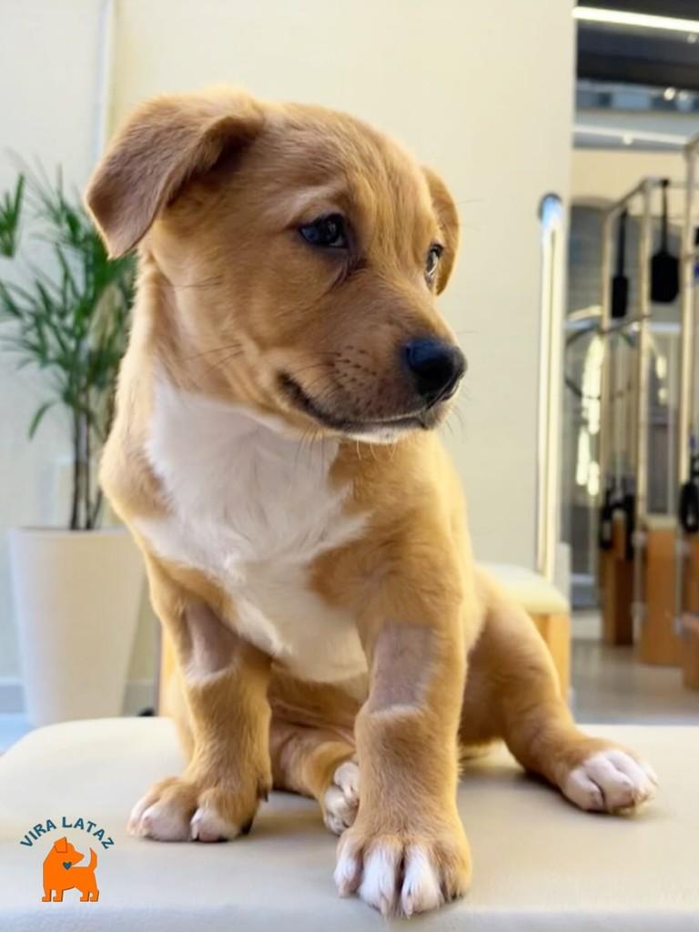 Naldo, cachorro de porte médio para adoção em Curitiba - PR