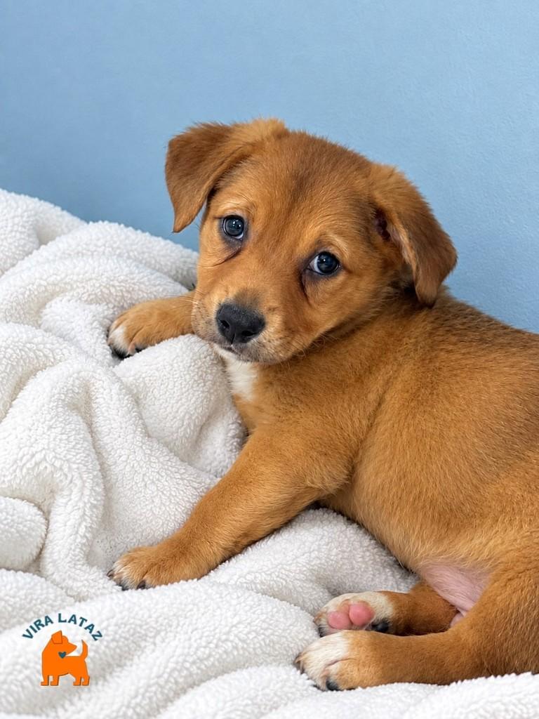Naldo, cachorro de porte médio para adoção em Curitiba - PR — foto 2 de 2