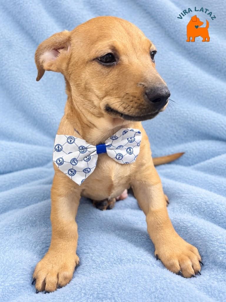 Nando, cachorro de porte pequeno para adoção em Curitiba - PR