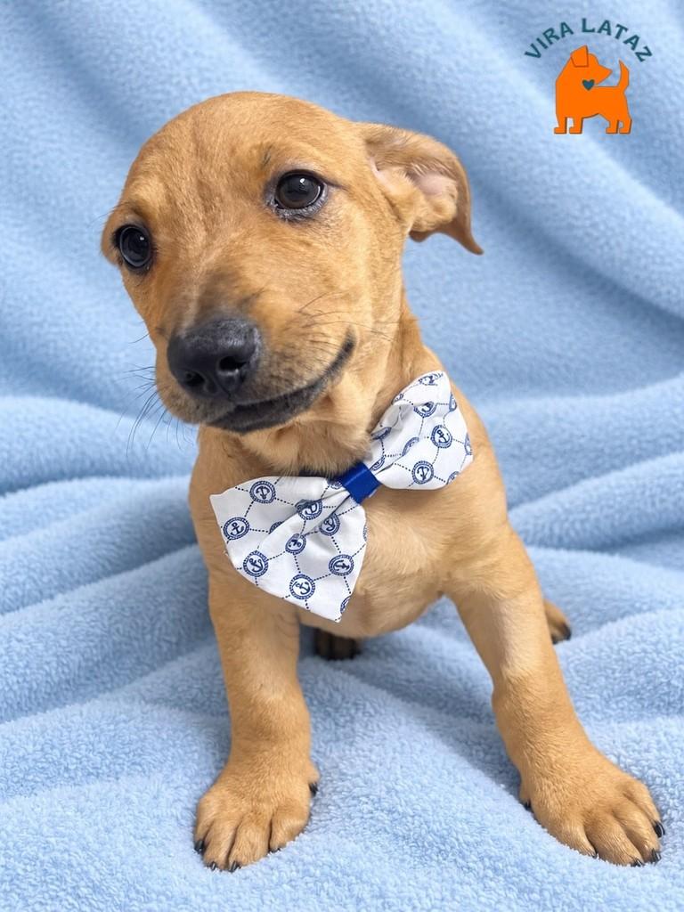 Nando, cachorro de porte pequeno para adoção em Curitiba - PR — foto 2 de 2