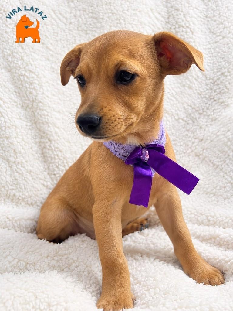 Adele, cachorro de porte pequeno para adoção em Curitiba - PR