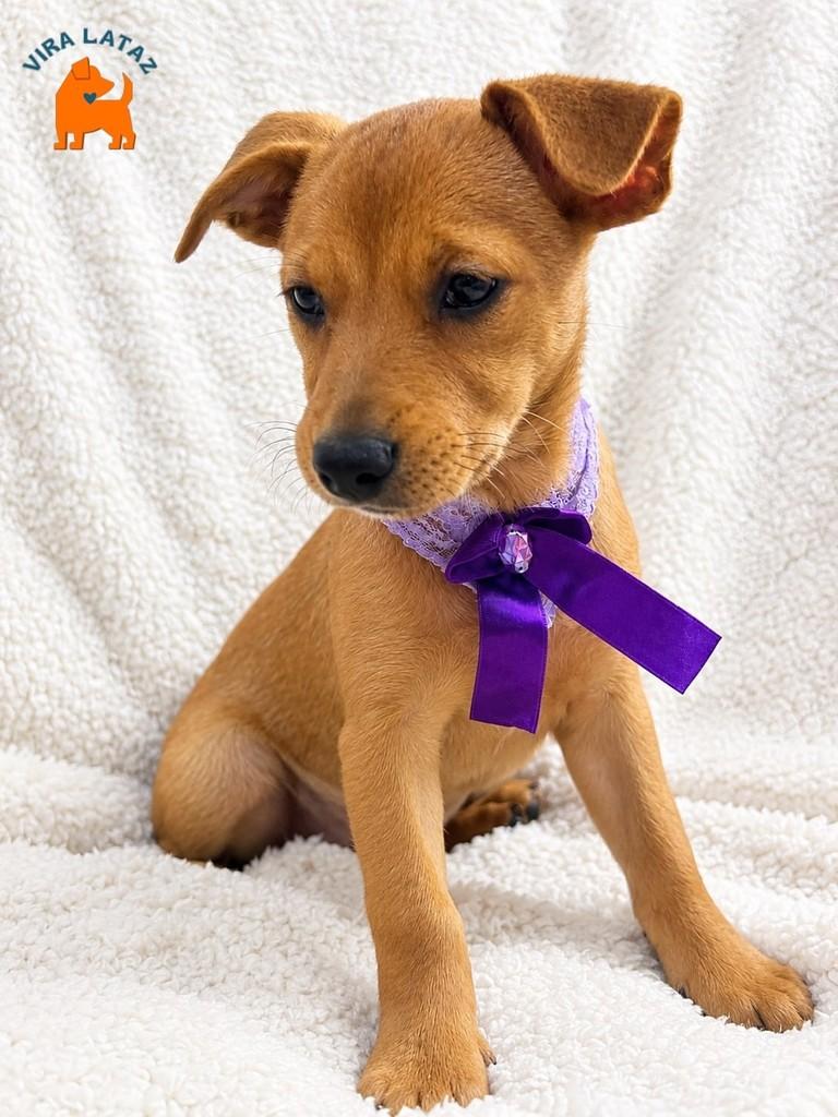 Adele, cachorro de porte pequeno para adoção em Curitiba - PR — foto 2 de 2