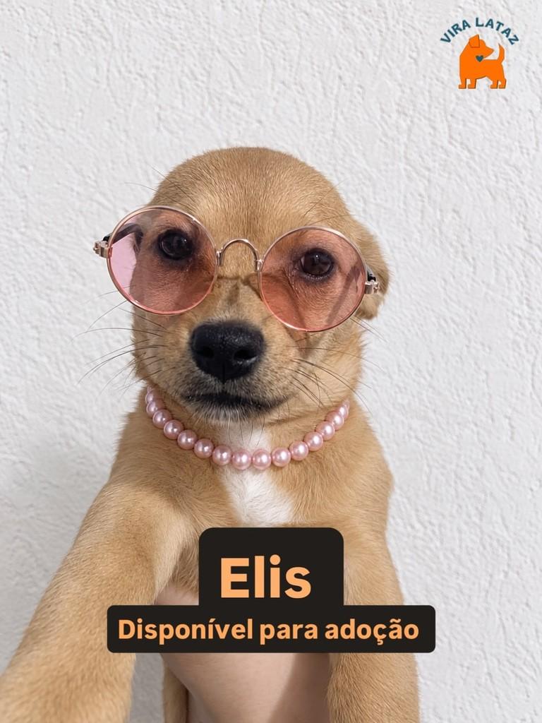Elis, cadela de porte pequeno para adoção em Curitiba - PR