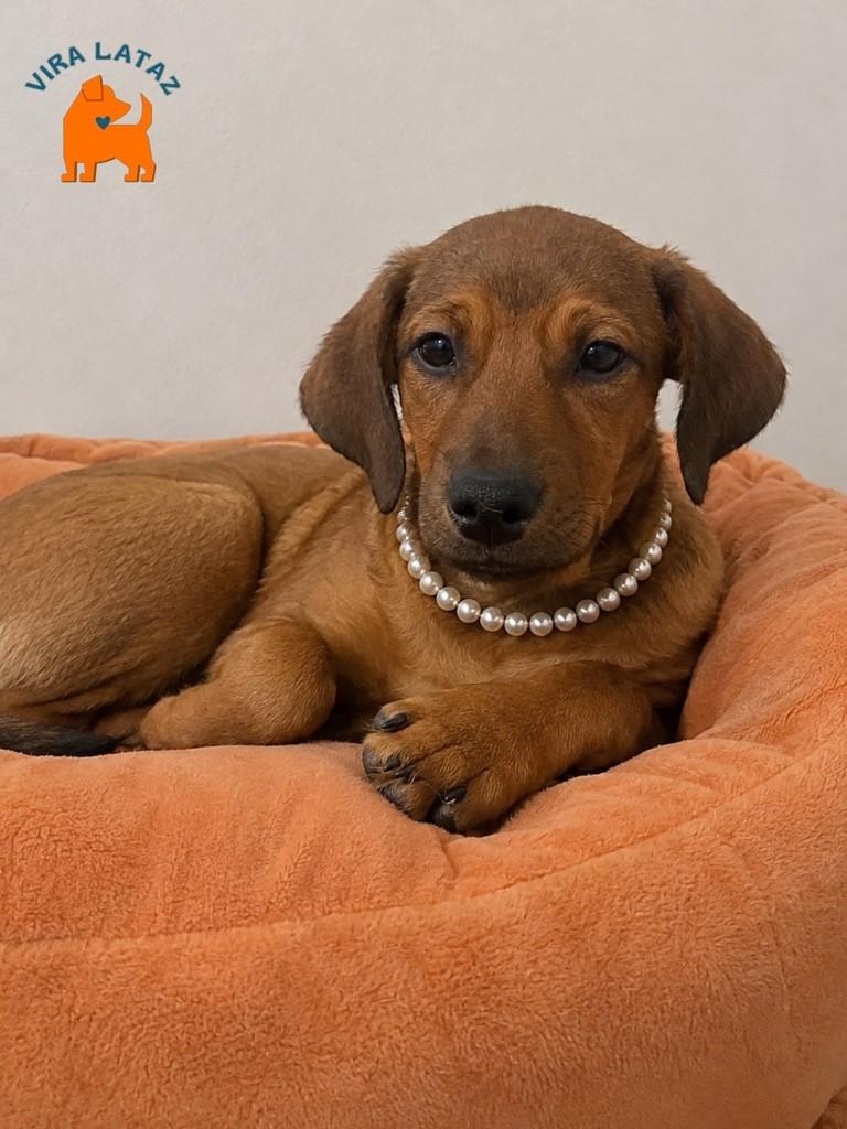 Cecília, cadela de porte médio para adoção em Curitiba - PR