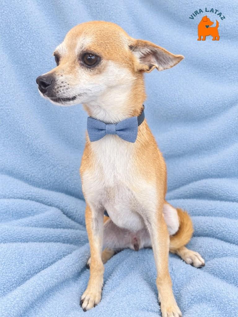 Tico, cachorro de porte pequeno para adoção em Curitiba - PR