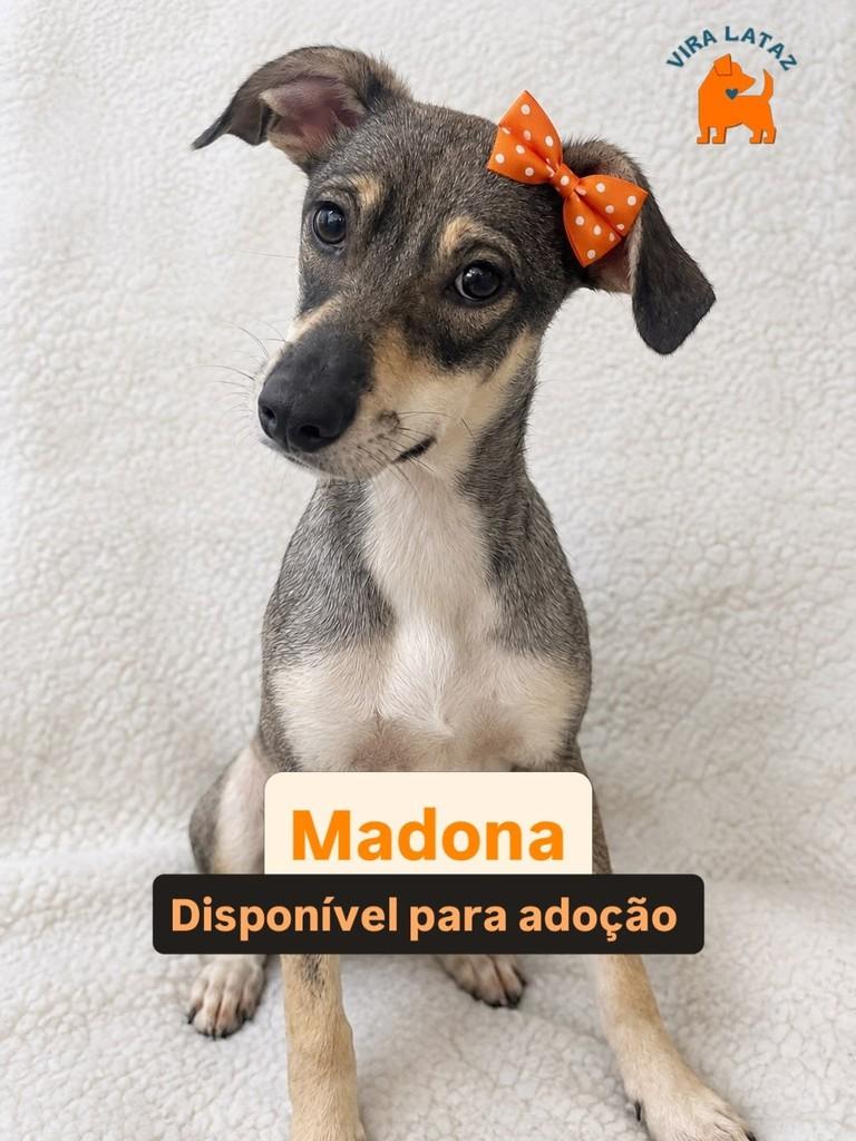 Madona, cadela de porte pequeno para adoção em Curitiba - PR