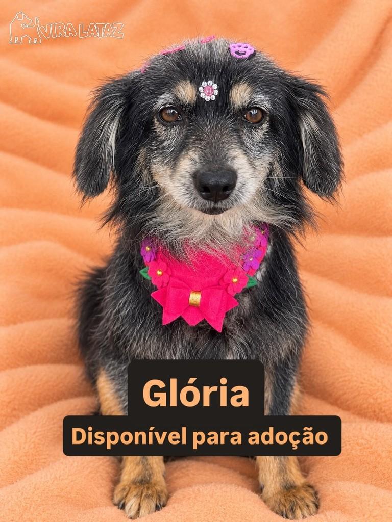 Glória, cadela de porte pequeno para adoção em Curitiba - PR