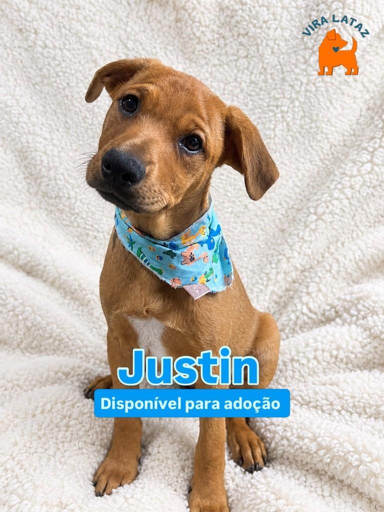 Justin, cachorro de porte médio para adoção em Curitiba - PR