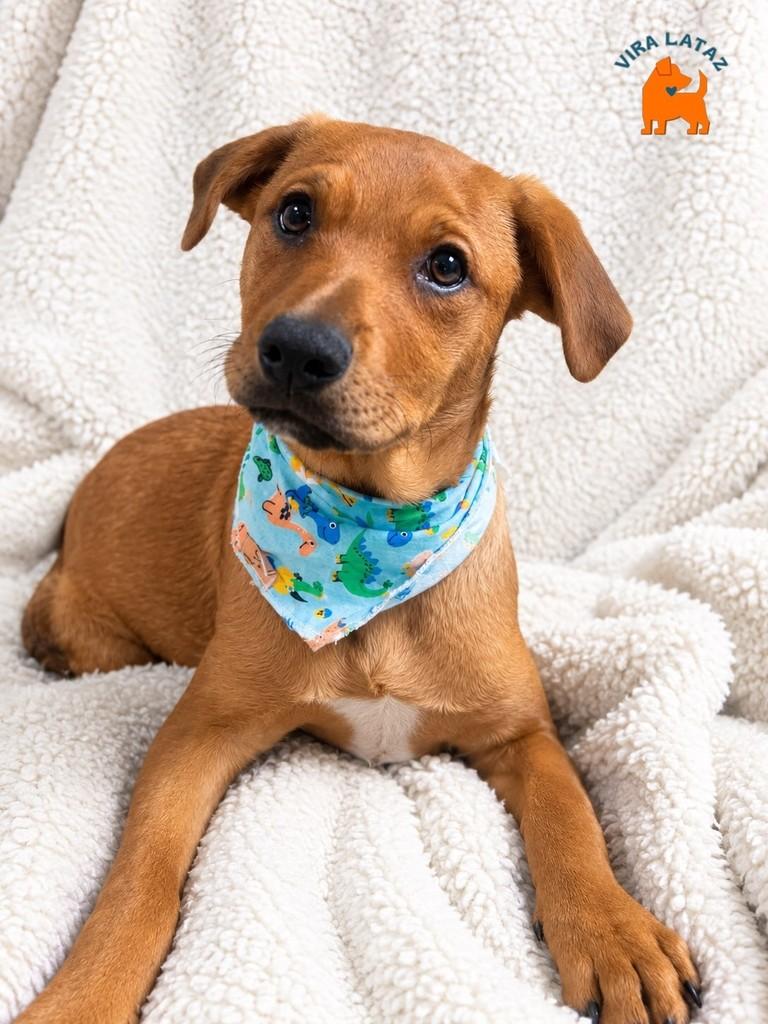 Justin, cachorro de porte médio para adoção em Curitiba - PR — foto 2 de 3