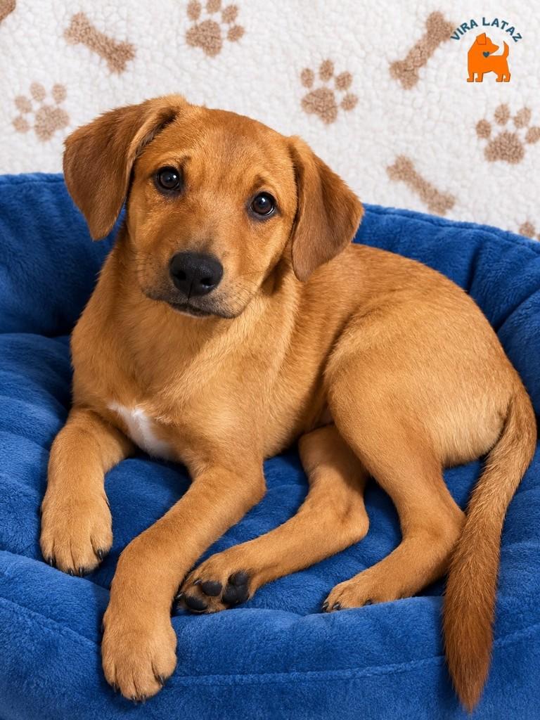 Justin, cachorro de porte médio para adoção em Curitiba - PR — foto 3 de 3