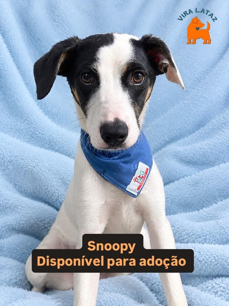 Snoopy, cachorro de porte pequeno para adoção em Curitiba - PR