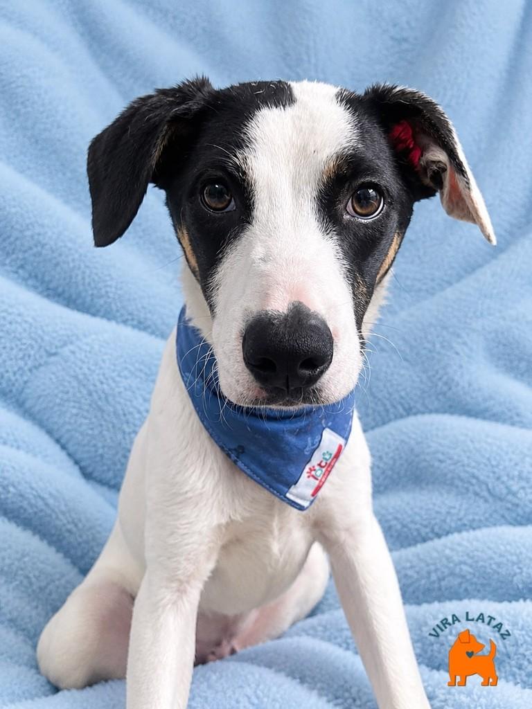 Snoopy, cachorro de porte pequeno para adoção em Curitiba - PR — foto 2 de 3