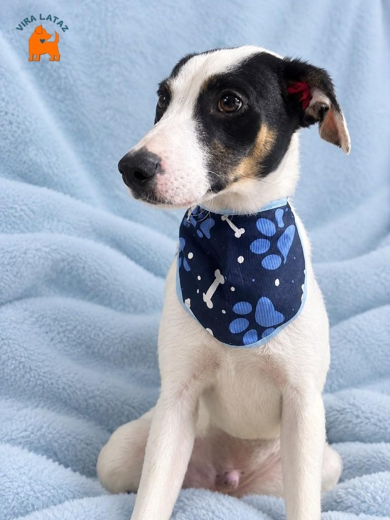 Snoopy, cachorro de porte pequeno para adoção em Curitiba - PR — foto 3 de 3