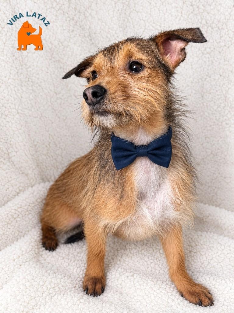 Ícaro, cachorro de porte pequeno para adoção em Curitiba - PR