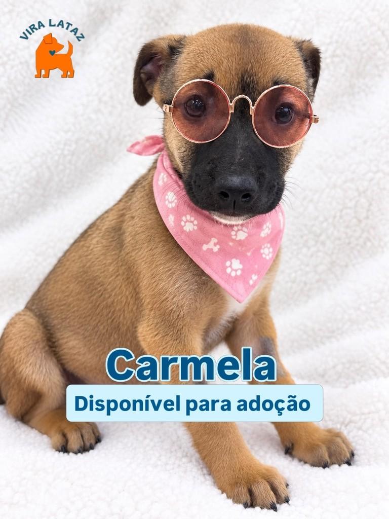 Carmela, cadela de porte médio para adoção em Curitiba - PR